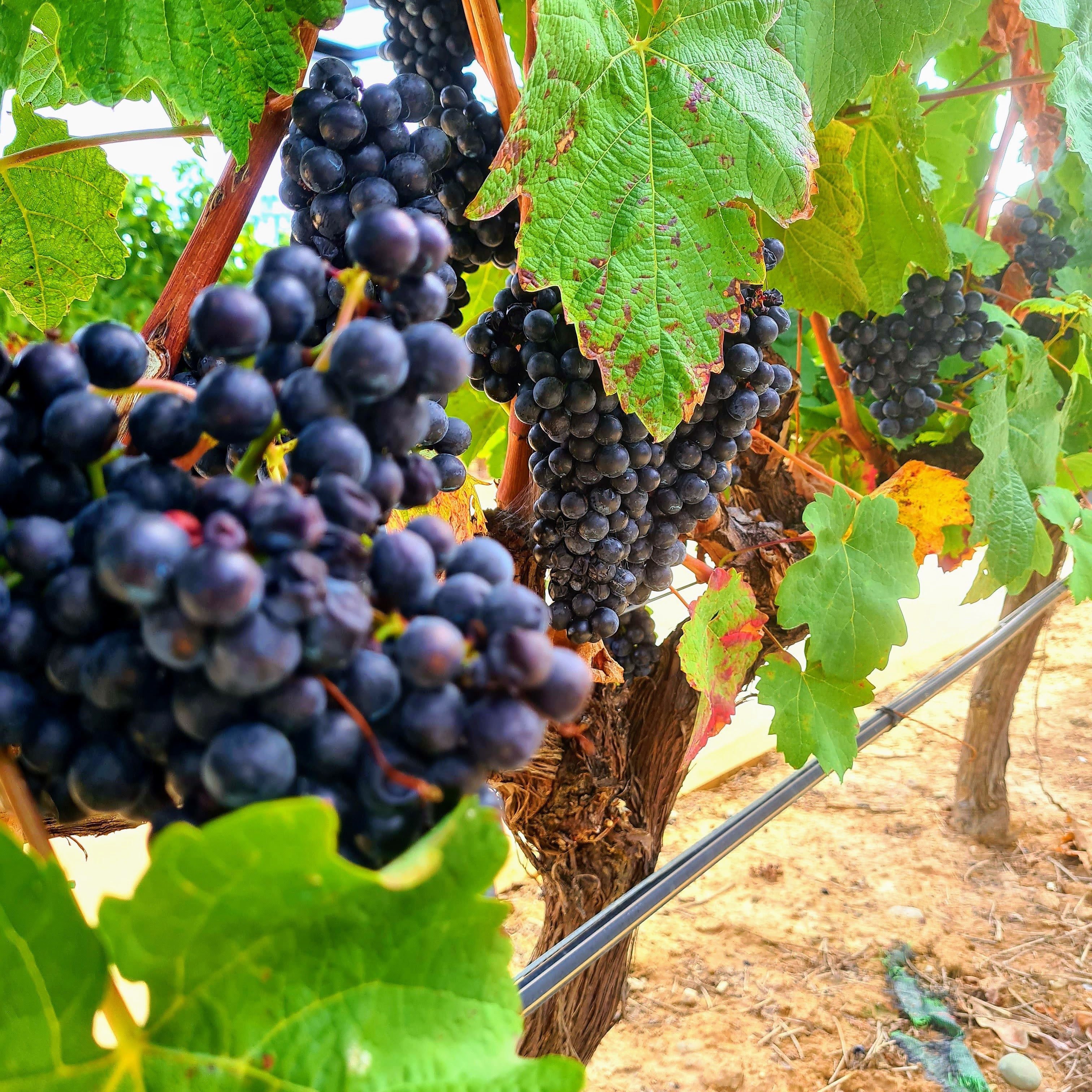 Sommelierskans Old School - Rioja & Ribera del Duero 21 oktober kl. 12.30