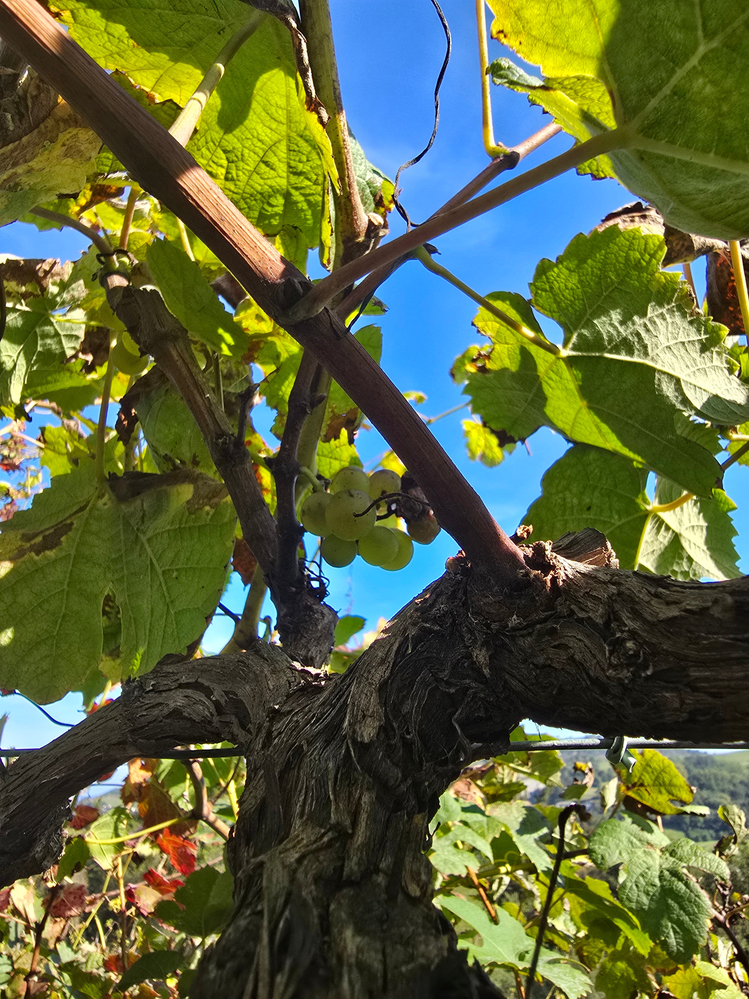 Nyfiken på vin - Spanien 1.0 23 september kl 18.30