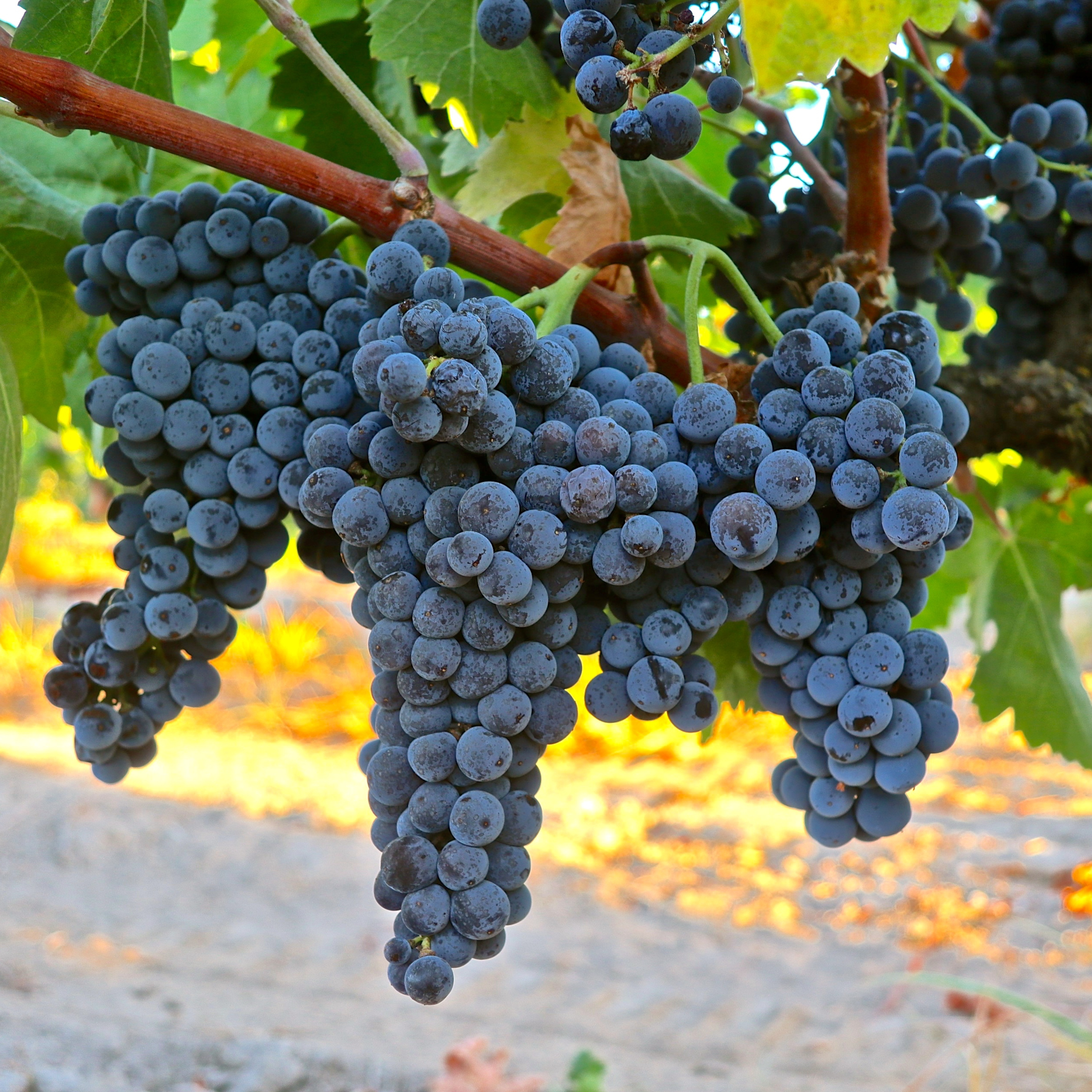 Nyfiken på vin - Spanien 2.0 21 oktober kl 18.30